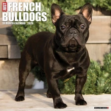 Willow Creek Press,  Just French Bulldogs 2026 Wall Calendar, 12'' X 12'', 18-Mo