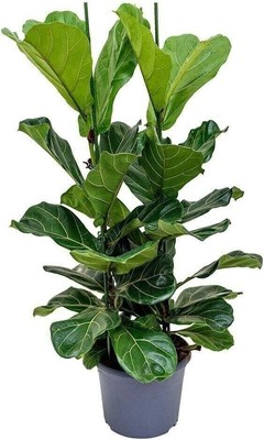 Ficus Audrey - Live Plant in a 10 Inch Pot - Ficus Benghalensis