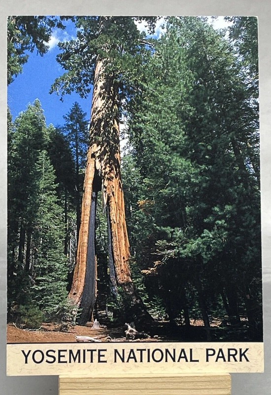 Clothespin Tree Postcard Yosemite National Park Unposted
