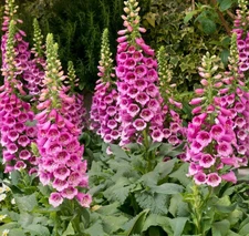 FOX GLOVE FLOWER SEEDS 1000+DIGITALIS PURPUREA perennial GARDEN FREE SHIPPING
