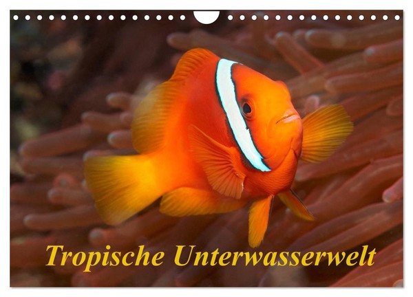 "Calendar 2027 · US Version · Tropical Underwater World (Wall Calendar 2027 12\" ×"-image