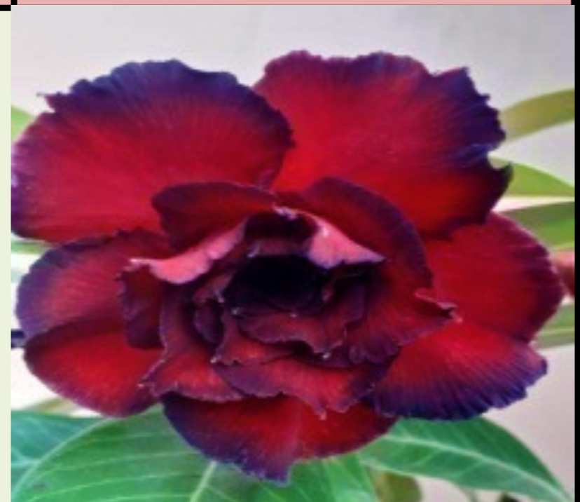 Succulent Desert Rose Plant Adenium No 62 Good Night Best Seller For Sale Online Ebay