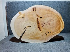 Groß,Baumscheibe, Holzscheibe,Doppelbaumscheibe,UNBEARBEITET, Bastelholz,Pappel 