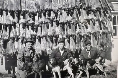 ORIGINAL 1950s PHOTO MEN HUNTING DOGS RACCOONS PELTS HANGING 5 X 3.5  K