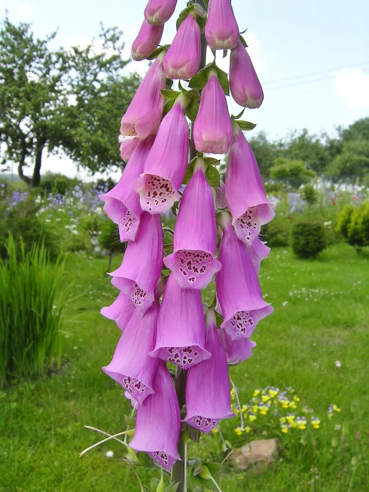 Digitalis purpurea ROTER FINGERHUT Wildform über 200 Samen - Bild 3 von 4