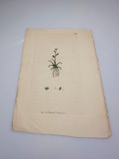 Sowerby 1800 SUBULARIA AQUATICA Botanical Hand Colored Plate 732 Print