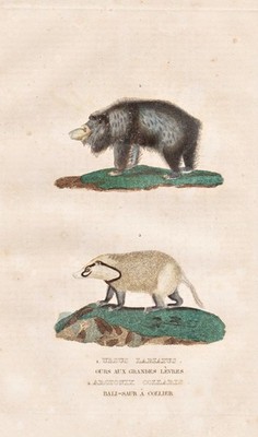 Lippenbär Sloth bear Bären Greater hog badger Dachs engraving Drapiez 1850