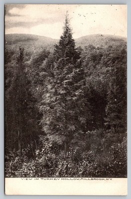 Turkey Hollow Scenic Forest View, 1916 Millbrook, NY Postcard. Allen's Pharmacy