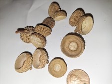 Acorn Caps For Crafts.100 M Sized real Oak Acorn CAPS ONLY. 2025