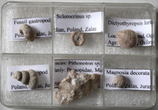 Lot  6 fossiles (Crabe, Crinoïde, Oursin, Gastérodes...) de l'Oxfordien, Pologne