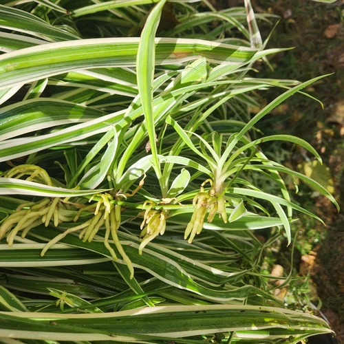 8 Reverse Variegated Spider Plant Pups Ready to Plant