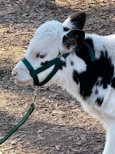 Newborn. Calf, Yearling, Cow, Bull Halter With Leash Lead Double Ply USA Made - Picture 8 of 16