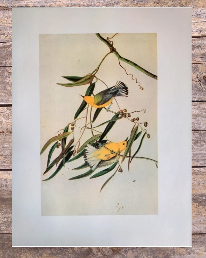 【リトグラフ】オーデュボン「アメリカの鳥類」NO.20 PL.96 単葉 初版 Vintage Art: John James Audubon: 20 Botanical Bird Prints