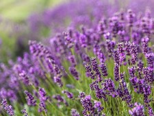 Live PROVENCE LAVENDER Plant Lavandula x Intermedia - Pint Pot - Perennial