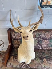 White Fallow Deer Shoulder Mount - 17 point - Beautiful Taxidermy - Large spread