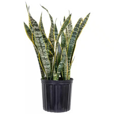 Live Sansevieiria Laurentii Indoor Snake Plant in 9.25 Inch Grower Pot