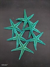 6 x large aqua real starfish. Beach decor, scrapbooking craft marine coastal art
