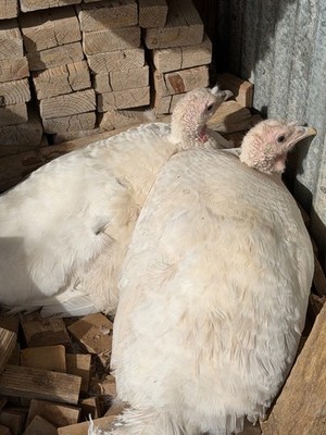 6 Fresh Fertile Midget White Heritage Turkey Hatching Eggs Read Full Description