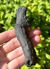 NICE Florida Fossil Deer Antler Bone Mammal Odocoileus Pleistocene Mammoth Age