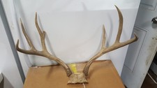 22 2/8 wide 3x3 Colorado MULE DEER RACK antlers whitetail mount sheds taxidermy