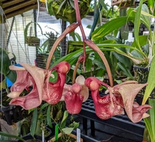 Coryanthes Macrosea x mastersiana Bucket Orchid