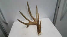 WILD 80 3/8" droptine WHITETAIL DEER ANTLER SHED antlers mule mount elk moose