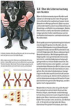 Thumbnail - Strodtbeck: Der Alternde Hund Verhalten-medizin-biologie