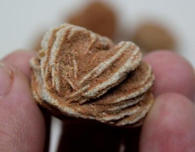ONE Desert Rose Selenite Sandstone Crystal Formation! Moroccan Desert Rose!