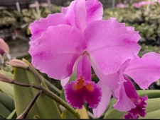 Cattleya trianae ‘Daphne’ Orchid Eros Purple Pink Species SPIKE W/BUDS 7” Pot