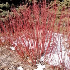 ( 1 ) - Cardinal Red Twig Dogwood - Starter Plant ( 7L ) ( 1 live plant )