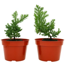 🌿Live Juniper Pre-Bonsai Tree🪾 TWO-Pack - Perfect Zen Gift, Procumbens Nana