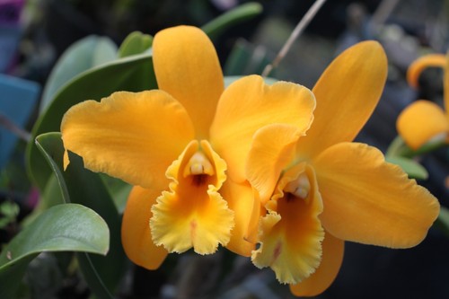 Orchid Plant - Blc. Minas De Oro " Liu Hui " x Lc. Aussie Sunset " Cosmic Fire " - Picture 2 of 6