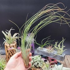 Tillandsia Juncifolia Air Plant Real Live Bromeliads