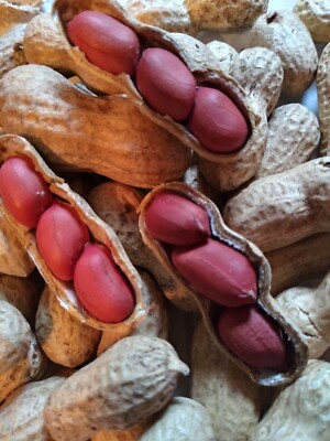 Peanut Seeds Virginia Organic Seeds Vegetable Garden Plant 25 or 50 count U  Pick | eBay