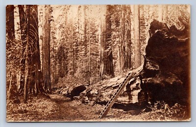 K13/ Yosemite? Sequoia? Park California Postcard RPPC c1910 Fallen Tree 52