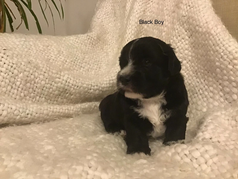 gumtree poodle cross