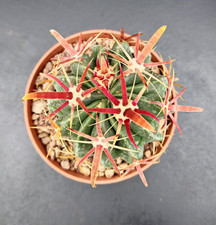 Ferocactus Latispinus Ø 10cm  ariocarpus echinocactus copiapoa