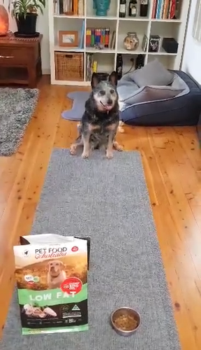 Low Fat Dry Dog Food - Grain Free Turkey & Lamb with Hemp Seed Oil - 20kg - Video 1 of 1