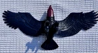 He-Man masters of the universe vintage eagle - wings still operable