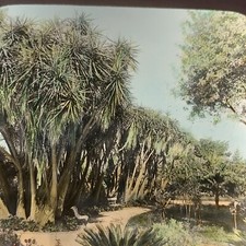 Magic Lantern Glass Slide Photo Algiers Tropical Garden Color