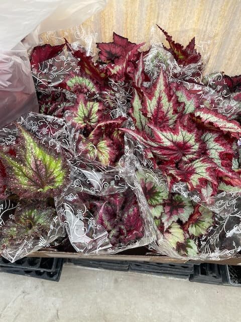 Hanging Harmony Foliage Begonia Rex Rhizomatous Hybrids 6 Inch Basket 12 Plants
