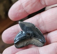 Tiger Shark Tooth Sharks Teeth Fossil Rock Mineral