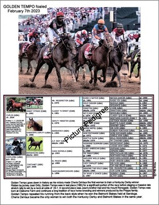 Horse Golden Tempo Kentucky Derby Belmont Winner Picture with Pedigree 11 X 8.5