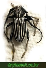 Cerambycidae: Eodorcadion oryx A1