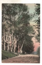 Postcard  Massachusetts Lenox White Birches Vintage