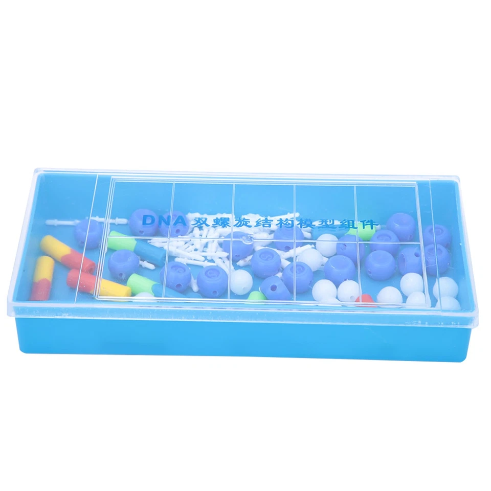 Modelo de ADN Molecular Biológico Modelo Educativo Doble ADN☚ - Imagen 2 de 4