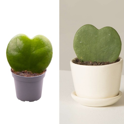 Hoya kerrii in 5.5cm Pot Low Maintenance Indoor Plant eBay