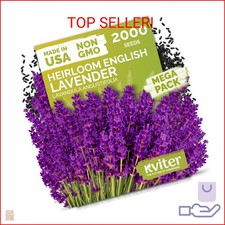 KVITER 2000 English Lavender Seeds for Planting Outdoor  Indoor Lavandula angu