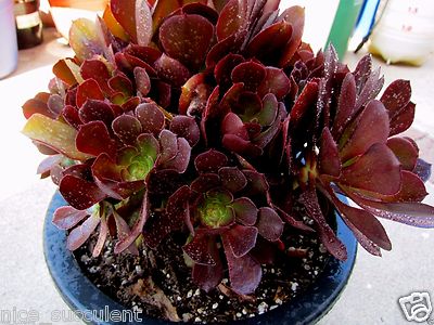 RARE Aeonium KOKINO Hybrid Succulent 2 Cuttings FRESH CUT & HEALTHY | eBay