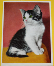 AK. Tierpostkarte Katze, Kätzchen, gelaufen ...